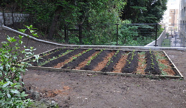 塚田有一│みどりの触知学　植えたての畑