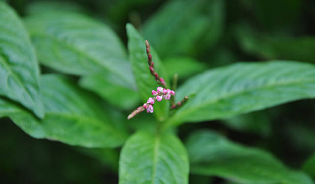 塚田有一│みどりの触知学　藍の花（ピンク）