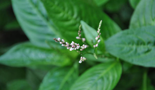 塚田有一│みどりの触知学　藍の花（白）