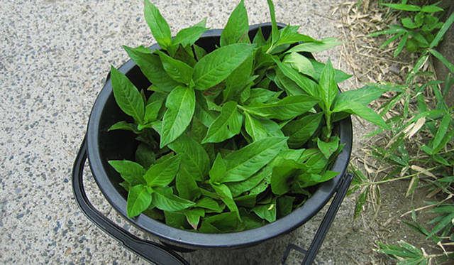 塚田有一│みどりの触知学　バケツに摘んだ藍