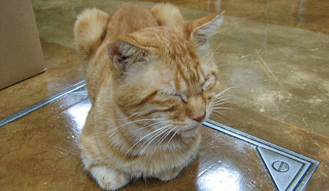 和醸和楽｜三ツ矢酒店　くつろぐ野良猫