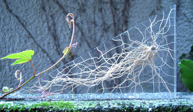 寺山紀彦「r,o,o,t」2008 