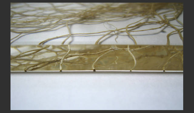 寺山紀彦「r,o,o,t」2008 