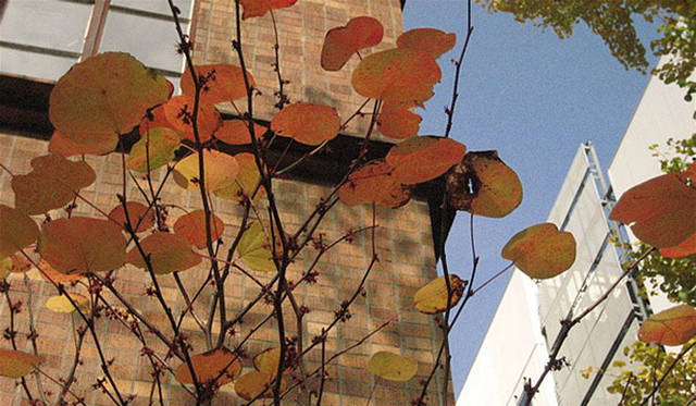 塚田有一│みどりの触知学　東京大学先端科学技術研究センターにて 「丸葉の木」