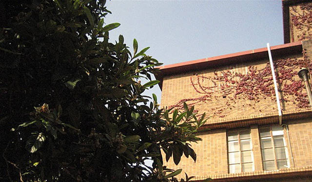 塚田有一│みどりの触知学　東京大学先端科学技術研究センターにて 「蔦紅葉」