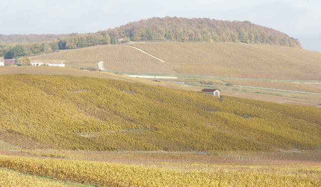 シャルドネの評価が高いコート・デ・ブランのぶどう畑