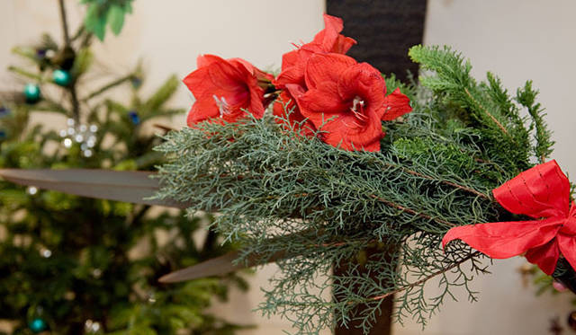 和気雅美│ニューヨークのクリスマスを象徴する花、深紅のアマリリス