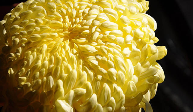 塚田有一│みどりの触知学　あつもの（黄色）