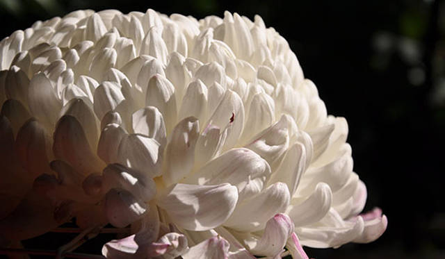 塚田有一│みどりの触知学　あつもの（白）