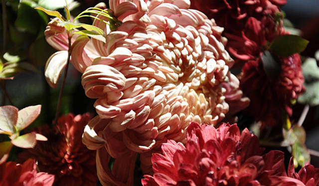 塚田有一│みどりの触知学　「ココア」という名の園芸品種の菊など