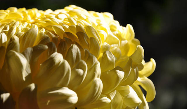 塚田有一│みどりの触知学　あつもの（黄菊）