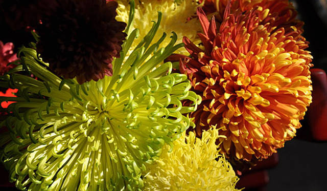 塚田有一│みどりの触知学　「シャムロック」（緑の花）など園芸品種