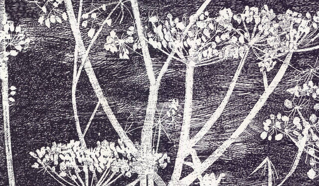 Cole ＆ Son｜Cow Parsley black