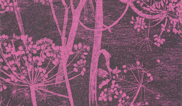 Cole ＆ Son｜Cow Parsley pink