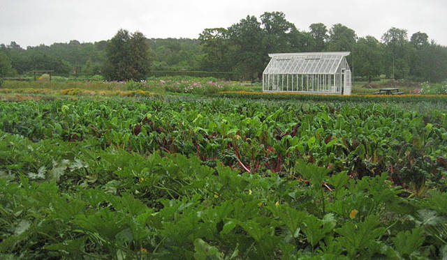 塚田有一│みどりの触知学　スウェーデンの温室風景より