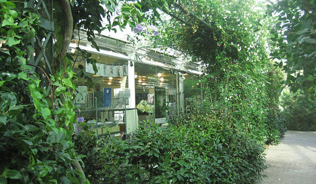 塚田有一│みどりの触知学　スウェーデンの温室風景より