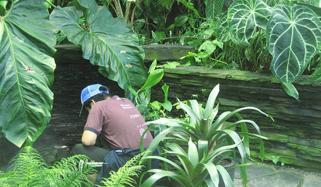 塚田有一│みどりの触知学　スウェーデンの温室風景より