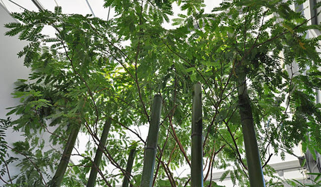 塚田有一│みどりの触知学　BMW Studio ONE　エバーフレッシュなど