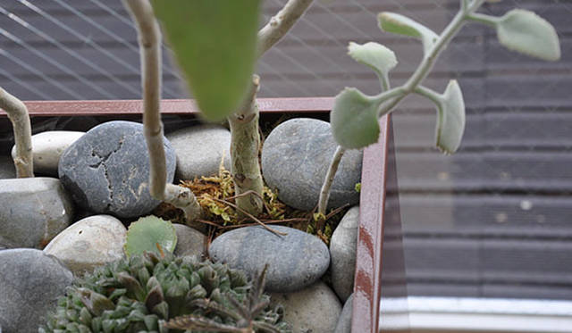 塚田有一│みどりの触知学　BMW Studio ONE　カランコエ、ハオルチア