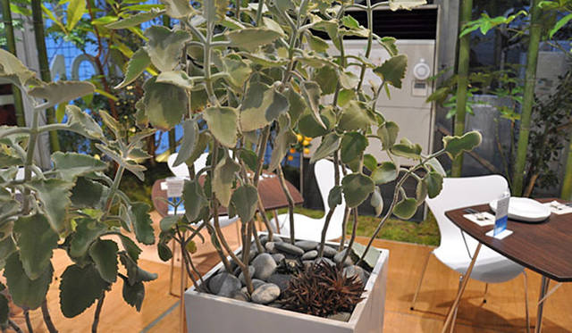 塚田有一│みどりの触知学　BMW Studio ONE　カランコエ