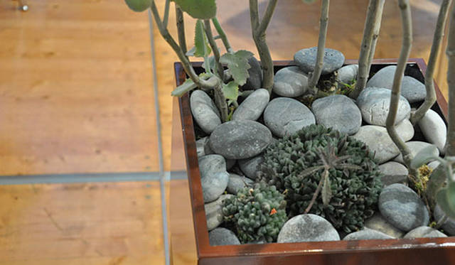 塚田有一│みどりの触知学　BMW Studio ONE　カランコエ／御浜石