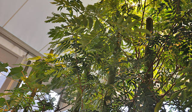 塚田有一│みどりの触知学　BMW Studio ONE　カリアンドラ／竹