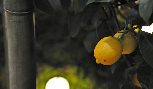 塚田有一│みどりの触知学　BMW Studio ONE　夜のレモン.