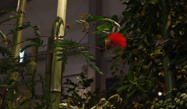 BMW Studio ONE｜温室の植物