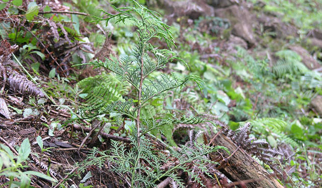 <b>伊勢丹｜2009年 Merry Green Christmas クリスマス チャリティ キャンペーン</b><br>2007年に植えられたヒノキの苗木（写真＝グリーンサンタ基金）