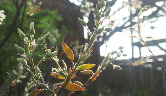 塚田有一│みどりの触知学｜ジューンベリー　間もなく咲く（東京大学先端科学技術研究センター）