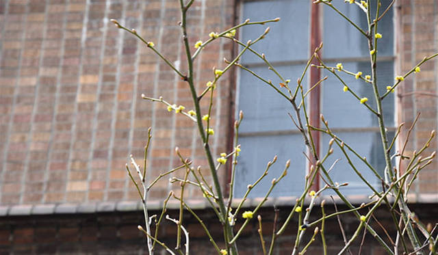 塚田有一│みどりの触知学｜ダンコウバイが咲いた（東京大学先端科学技術研究センター）