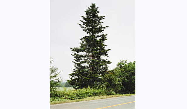 TOUCH WOOD ～For Forever Forest～｜M.HASUI　「untitled #1, 2009」