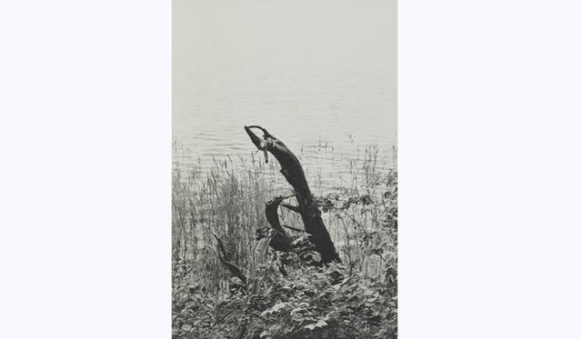 TOUCH WOOD ～For Forever Forest～｜M.HASUI　「木を詠む#1, 2009」