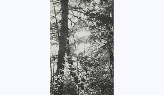 TOUCH WOOD ～For Forever Forest～｜M.HASUI　「木を詠む#2, 2009」