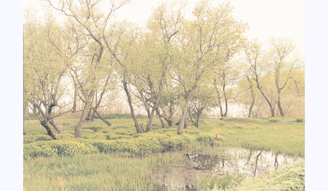 TOUCH WOOD ～For Forever Forest～｜MOTOKO 「Shiga-Adogawa」