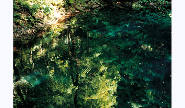 TOUCH WOOD ～For Forever Forest～｜MOTOKO 「DayLight」