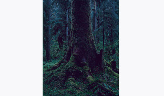 TOUCH WOOD ～For Forever Forest～｜上田義彦 「QUINAULT NO.13,2009」