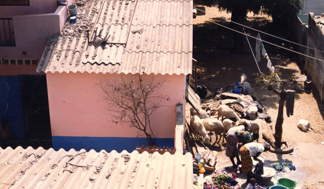 Twiggy｜ヤギの皮をはいで洗濯して、屋根や壁にはって干すところ