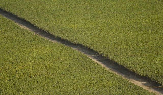 <b>VINA VENTISQUERO｜チリワイン「ヴィーニャ・ベンティスケーロ」</b>