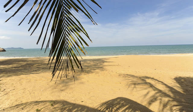Club Med Cherating Beach｜クラブメッド・チェラティンビーチ｜やしの木陰からビーチを望む