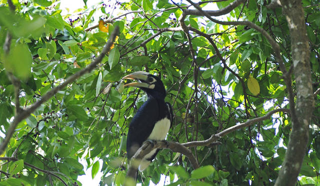 Club Med Cherating Beach｜クラブメッド・チェラティンビーチ｜敷地内には珍しい鳥が