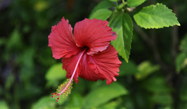 Club Med Cherating Beach｜クラブメッド・チェラティンビーチ｜ハイビスカス