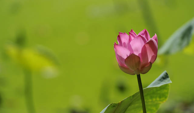 Club Med Cherating Beach｜クラブメッド・チェラティンビーチ｜ロータス