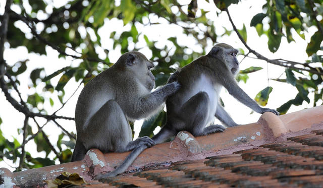 Club Med Cherating Beach｜クラブメッド・チェラティンビーチ｜あそこにも猿が