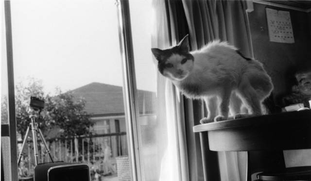 ラットホールギャラリー｜荒木経惟展 「センチメンタルな旅 春の旅」