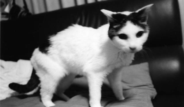 ラットホールギャラリー｜荒木経惟展 「センチメンタルな旅 春の旅」