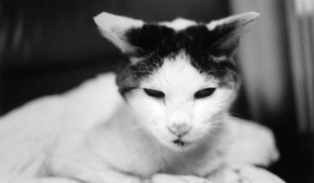 ラットホールギャラリー｜荒木経惟展 「センチメンタルな旅 春の旅」