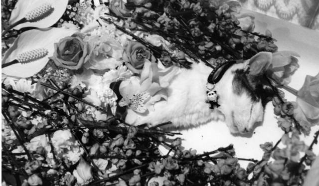 ラットホールギャラリー｜荒木経惟展 「センチメンタルな旅 春の旅」