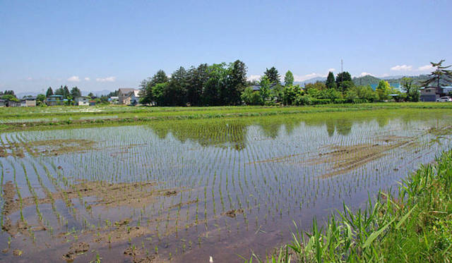 <b>和醸和楽｜雅山流</b>　造りは米づくりから～見渡す限り一面の自社田