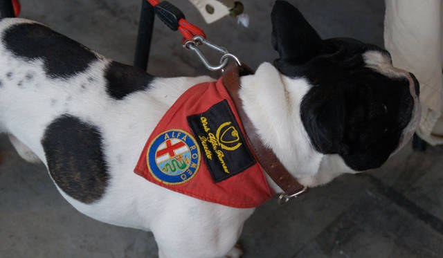 665_11 <b>Alfa Romeo 1910-2010|アルファ ロメオ100周年イベント</b><br />かわいいフレンチブルドッグ犬も、アルファエンブレム入りのバンダナをつけ、愛するアルファ ロメオの100周年を祝賀していた?